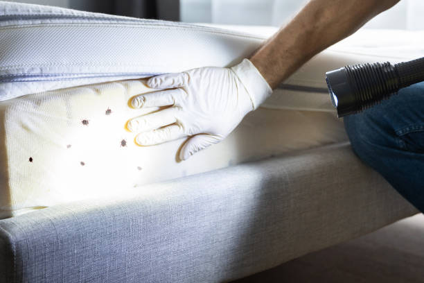 Best Emergency Pest Control  in Socorro, TX