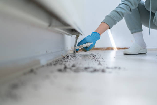 Best Flea Control Services  in Socorro, TX